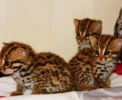 Азиатская леопардовая кошка: усатый охотник из тропиков