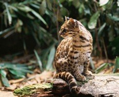 Тигровая кошка (онцилла)