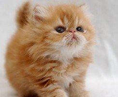 Породы кошек с приплюснутой мордой