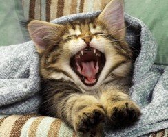 Почему коты зевают