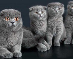 Шотландский вислоухий котёнок: как назвать питомца