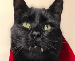 Кот-вампир покорил интернет