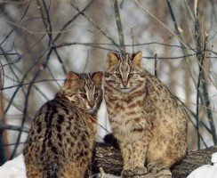 Дальневосточный кот: дикий амурский красавец