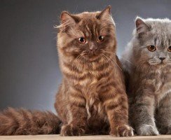 Ла-перм: особенности кудрявых кошек