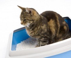 Наполнитель для кошачьего туалета «Барсик»: виды и отзывы