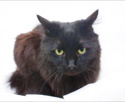 Шантильи-тиффани: царственное очарование