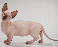 Бамбино — чудо на коротких лапках