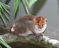 Суматранская кошка: миниатюрная тайская красавица