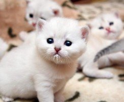 Когда можно забирать котёнка от кошки