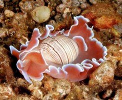 Морские слизни, словно пришельцы с других планет — красивые и загадочные
