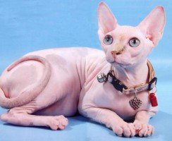 Волос не упадёт: малолиняющие породы кошек