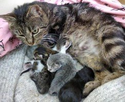 Сколько котят может родить кошка