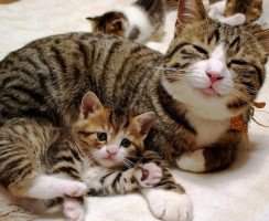 До какого возраста растут кошки