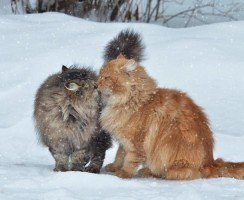 У кого длиннее шерсть, или Самые пушистые породы кошек