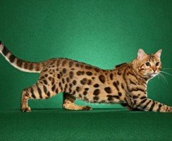 Кошка породы сафари: стандарты, характер и особенности ухода