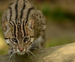 Все тайны виверрового кота-рыболова