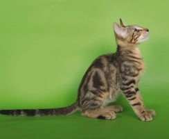 Происхождение и содержание сококе