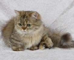 Кошки породы наполеон