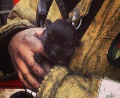 В Нижнем Новгороде восемь щенков выжили во время пожара