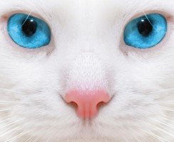 Породы кошек с голубыми глазами