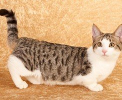 Удивительные и неповторимые: самые необычные кошки планеты