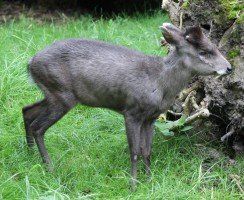Удивительные примеры адаптации животных в природе