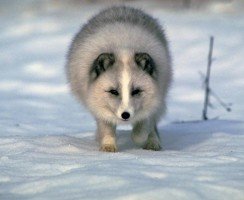 Выведен новый вид полярной лисы с самой большой шкурой