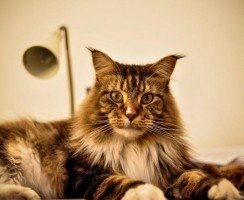 Породы кошек с кисточками на ушах