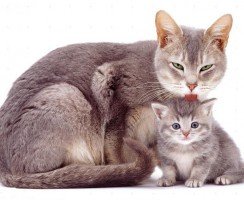 Холка у кошки: инструкция по применению