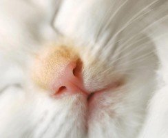 Каким должен быть нос у здоровых кошек и котов