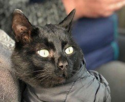 Когда чёрному коту самому не везёт
