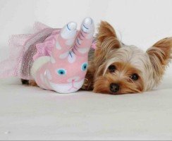 Игрушки для собак своими руками: развлечение и развитие