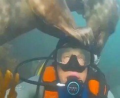 В Великобритании тюлень обнял дайвера под водой