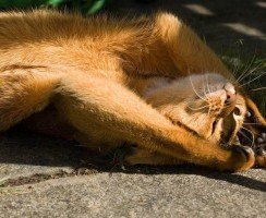 Потеют ли кошки