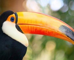 Птицы с самыми невообразимыми и причудливыми клювами