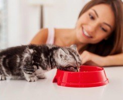 Когда котята начинают есть сами