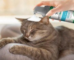 Преимущества сухого шампуня для кошек