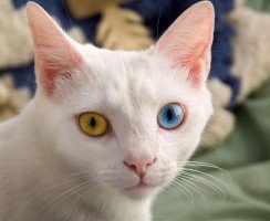 Умные, музыкальные, эмоциональные: удивительная порода анатолийских кошек