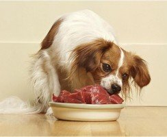 Как отучить собаку быстро есть — лучшие способы