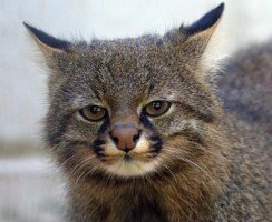 Пампасская кошка: пушистая хищница из Америки
