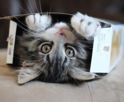 Почему кошки любят пакеты и коробки