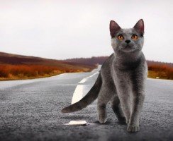 Почему кошки находят дорогу домой