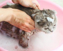 Шампунь для кошек: как выбрать и применять