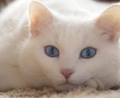 Интересные факты о белых голубоглазых кошках