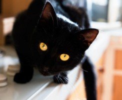 Костюмы для кошек на Хэллоуин: лучшие идеи