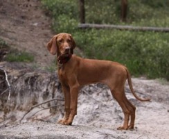 Короткошёрстные породы собак