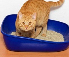 Количество мочеиспусканий у кошек и котов: норма и отклонения