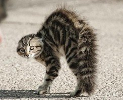 Чего боятся кошки и коты
