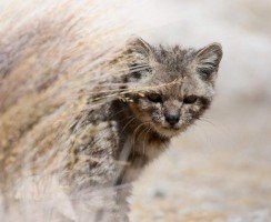 Андская кошка — скрытная хищница южноамериканских широт