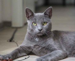 Русские породы кошек